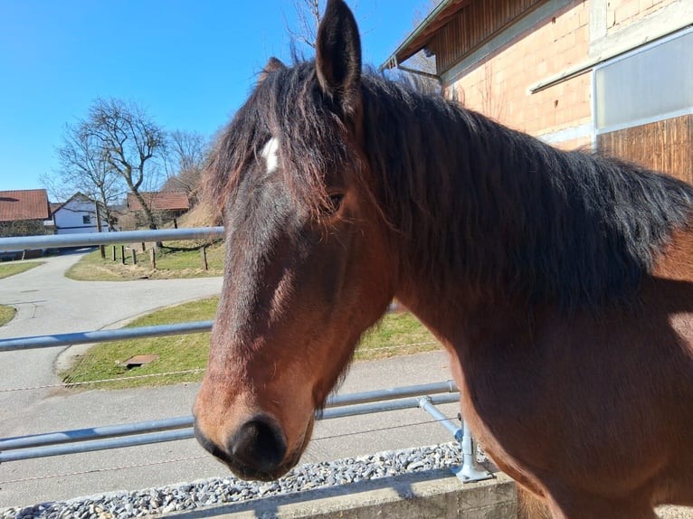 Noriker Gelding 4 years 15.3 hh Brown in Andorf