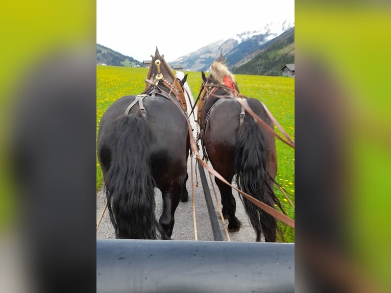 Noriker Gelding 4 years 15,3 hh in Obertilliach