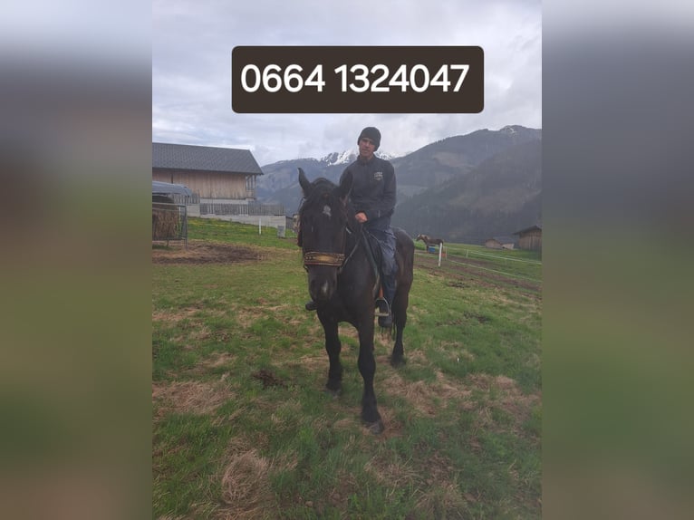 Noriker Gelding 4 years 15,3 hh in Obertilliach