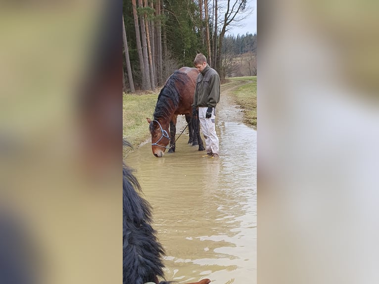Noriker Gelding 4 years 15,1 hh Brown-Light in Vitis