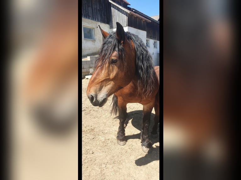 Noriker Gelding 4 years 15,1 hh Brown-Light in Vitis