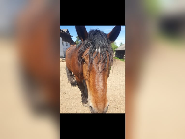 Noriker Gelding 4 years 15,1 hh Brown-Light in Vitis