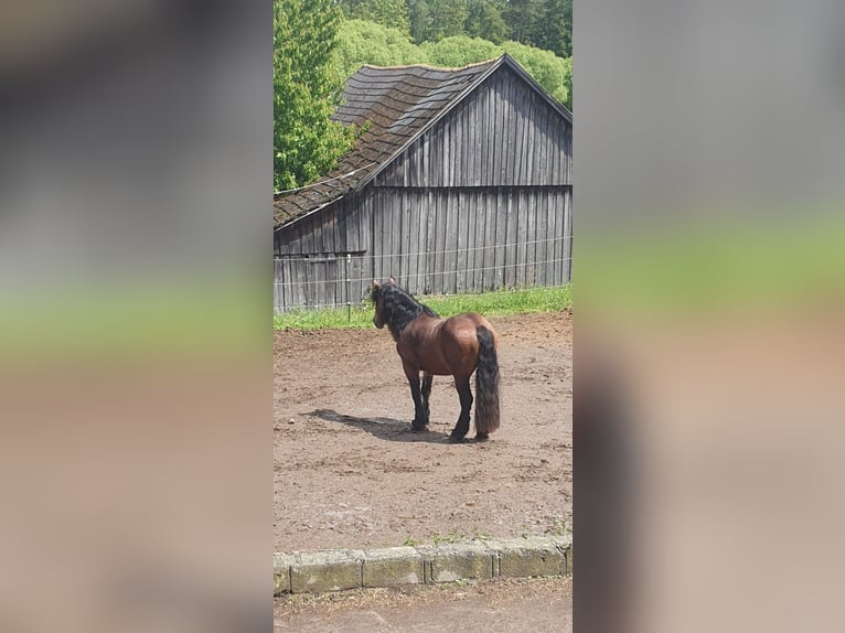 Noriker Gelding 4 years 15,1 hh Brown-Light in Vitis