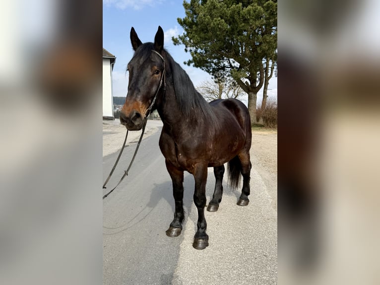 Noriker Gelding 4 years 15,2 hh Bay-Dark in Pelmberg