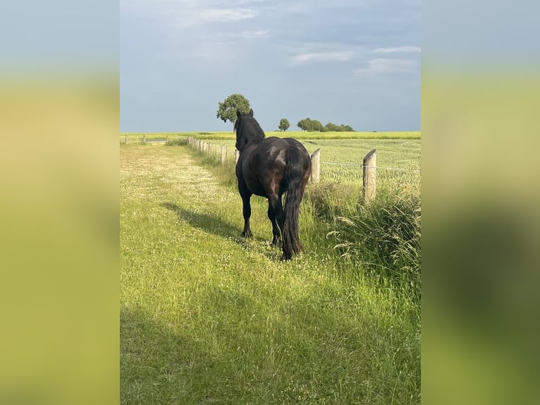 Noriker Gelding 4 years 15,2 hh Black in Lindetal