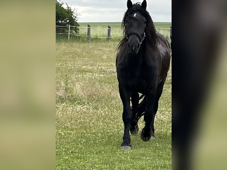 Noriker Gelding 4 years 15,2 hh Black in Lindetal