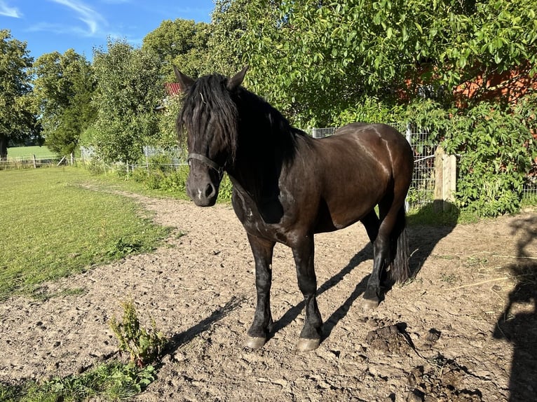 Noriker Gelding 4 years 15,2 hh Black in Lindetal