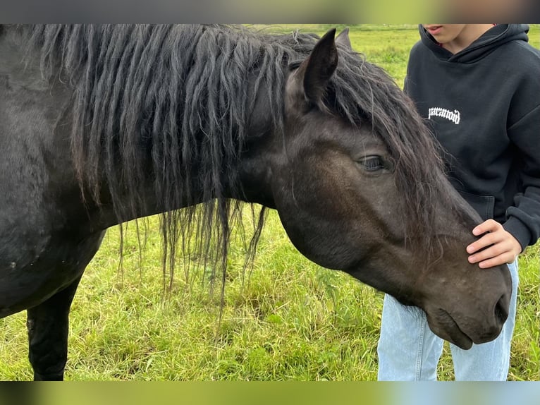 Noriker Gelding 4 years 15,2 hh Black in Lindetal