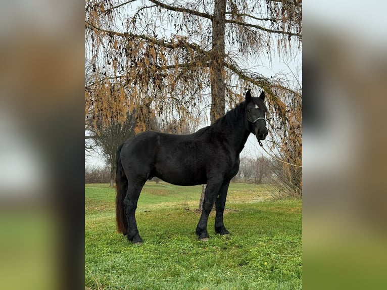 Noriker Gelding 4 years 15,2 hh Black in Achstetten