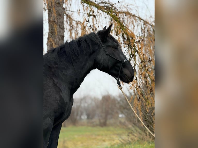 Noriker Gelding 4 years 15,2 hh Black in Achstetten