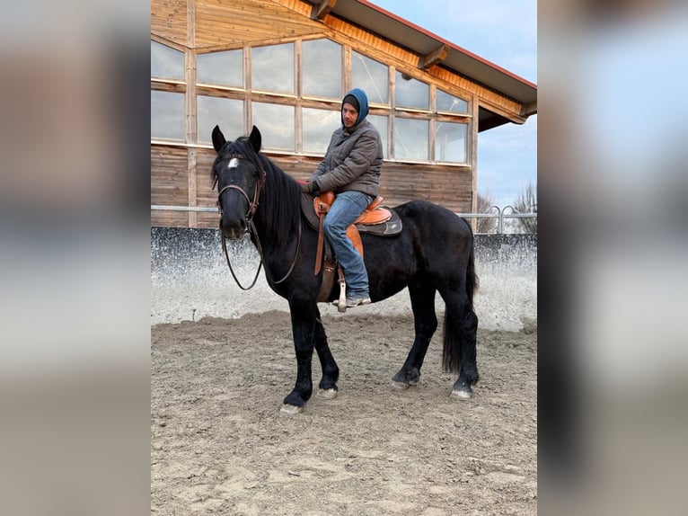 Noriker Gelding 4 years 15,2 hh Black in Achstetten