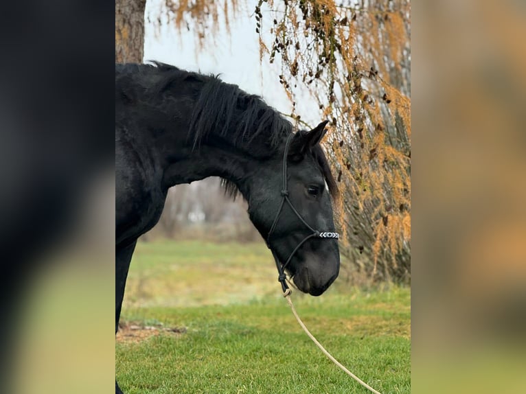 Noriker Gelding 4 years 15,2 hh Black in Achstetten