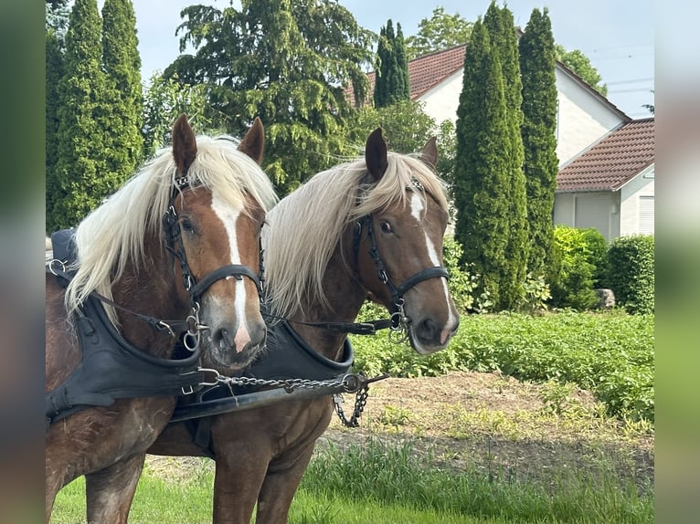 Noriker Gelding 4 years 15,2 hh Chestnut-Red in Riedlingen