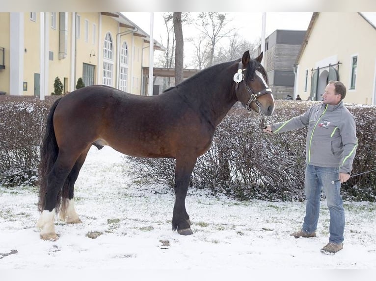 Noriker Gelding 4 years 16.1 hh Brown in Stöttwang