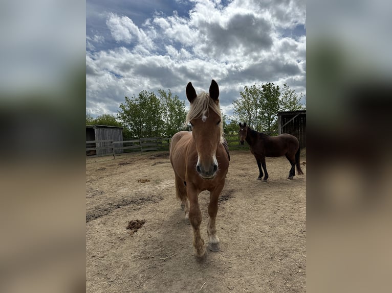 Noriker Gelding 4 years 16,1 hh Chestnut-Red in Alzey