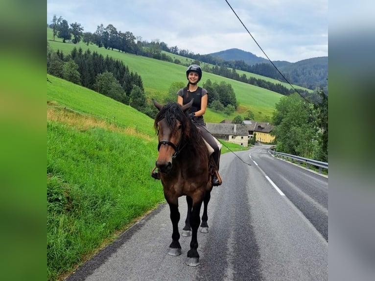 Noriker Gelding 4 years 16,2 hh Brown in Losenstein