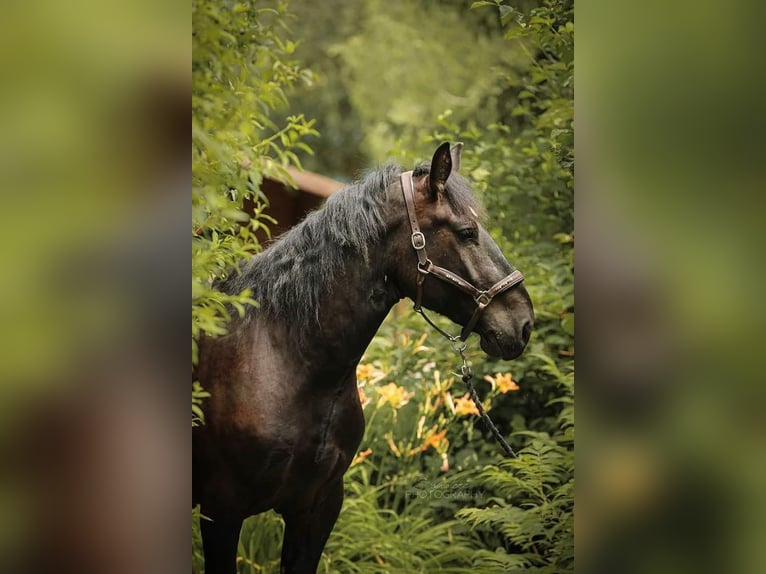 Noriker Gelding 4 years 16 hh Black in Jennersdorf