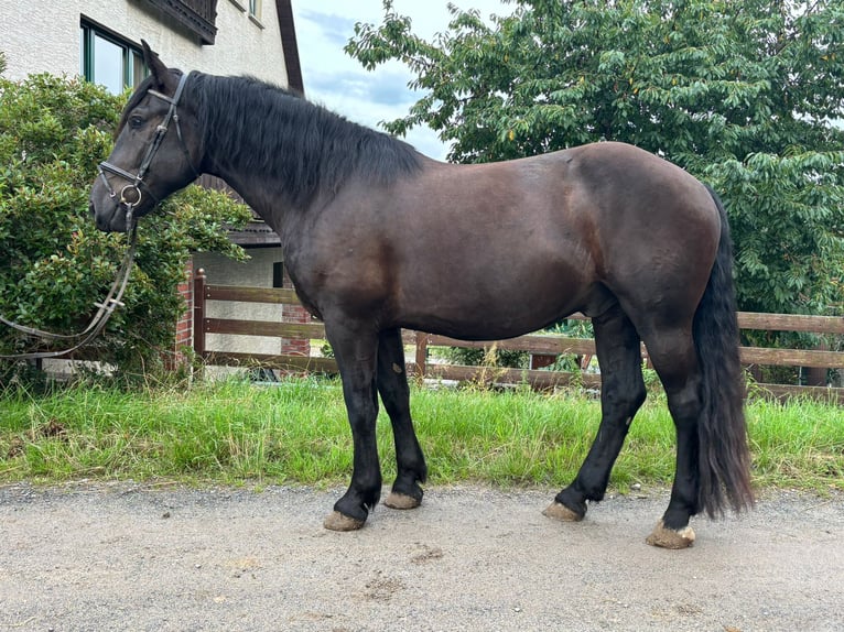 Noriker Gelding 4 years 16 hh Black in Kirchberg
