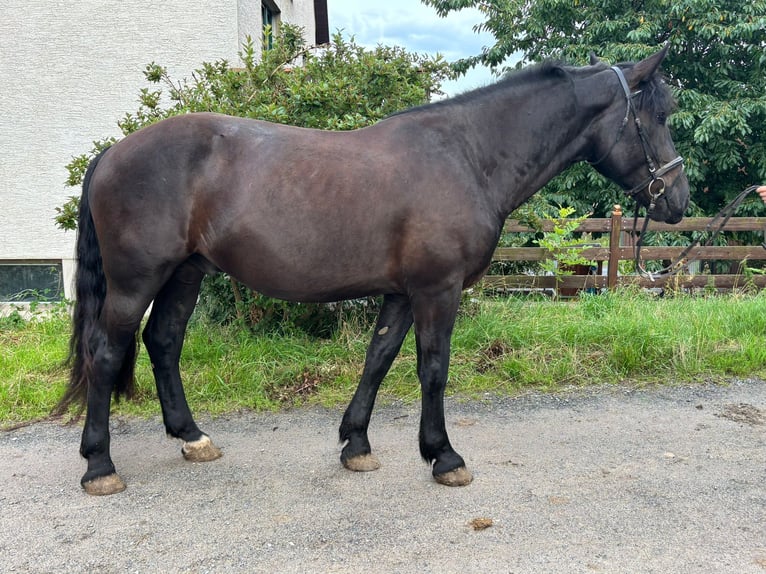 Noriker Gelding 4 years 16 hh Black in Kirchberg