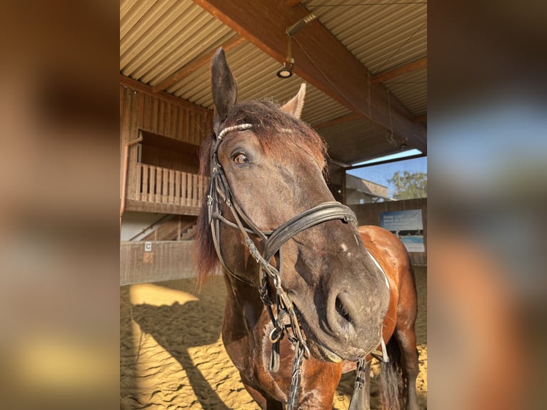 Noriker Gelding 4 years 16 hh Black in Hard