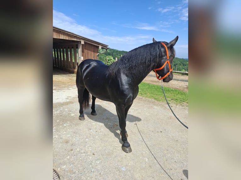 Noriker Gelding 4 years 16 hh Black in Tulln