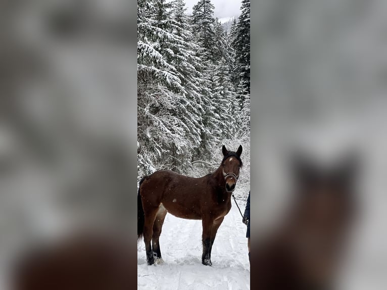 Noriker Gelding 4 years 16 hh Brown in Kirchdorf i.T.