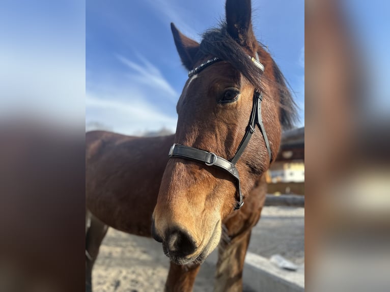 Noriker Gelding 4 years 16 hh Brown in Kirchdorf in Tirol