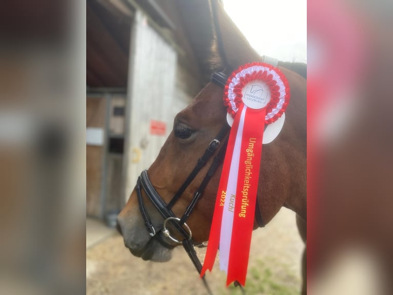 Noriker Gelding 4 years 16 hh Brown in Kirchdorf in Tirol