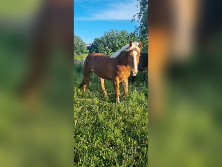 Noriker Gelding 4 years 16 hh Chestnut-Red in Freistadt