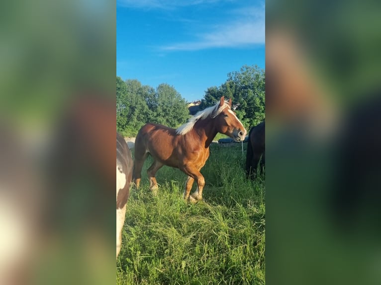 Noriker Gelding 4 years 16 hh Chestnut-Red in Freistadt