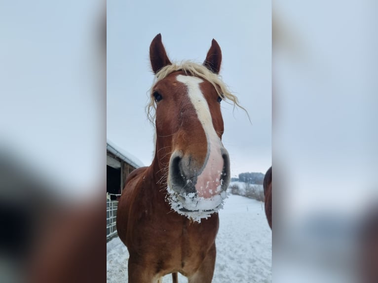 Noriker Gelding 4 years 16 hh Chestnut-Red in Freistadt