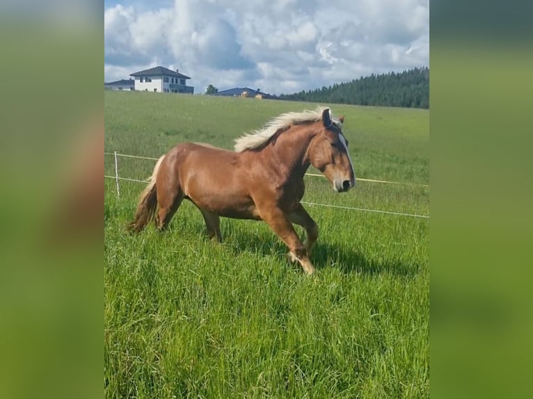 Noriker Gelding 4 years 16 hh Chestnut-Red in Freistadt