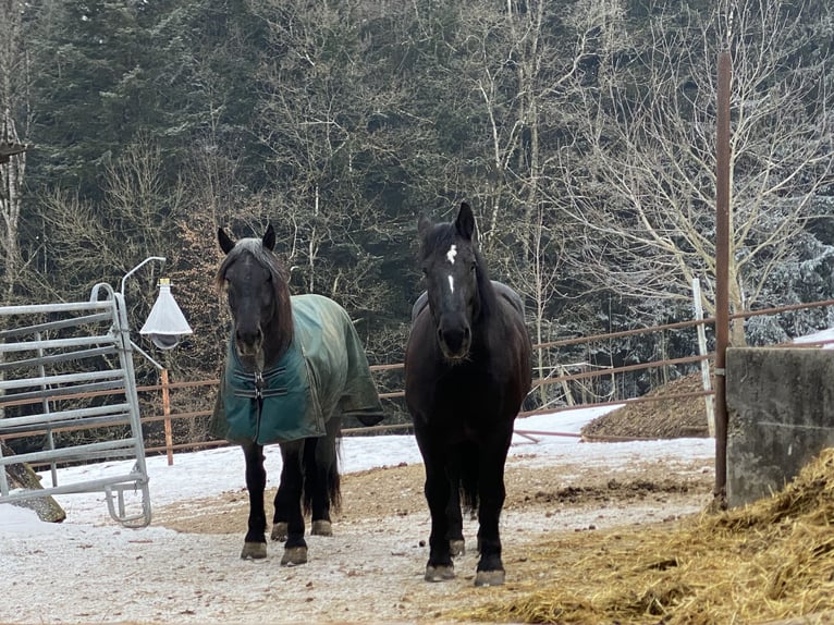 Noriker Gelding 4 years 16 hh Grey-Blue-Tan in Viechtwang