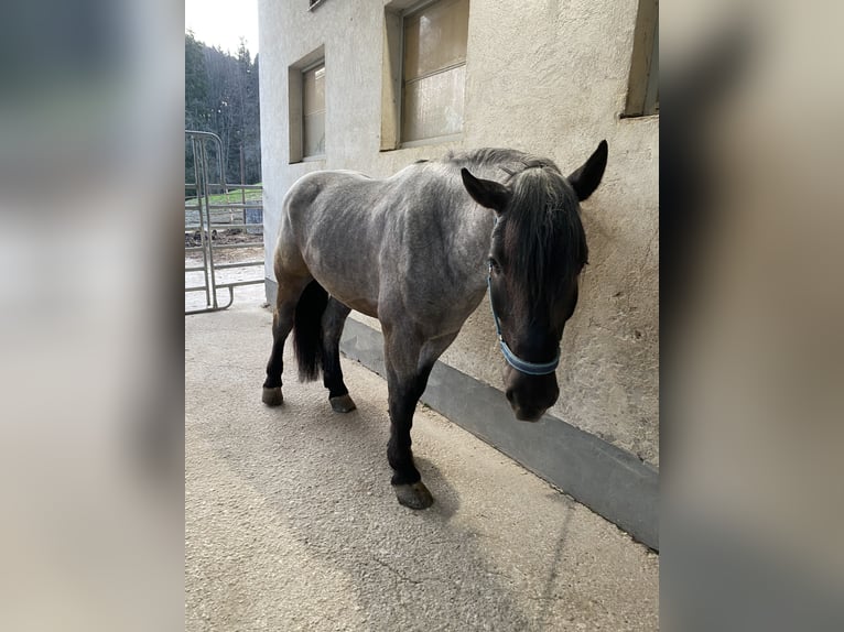 Noriker Gelding 4 years 16 hh Grey-Blue-Tan in Viechtwang