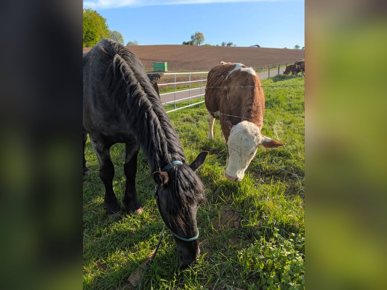 Noriker Gelding 4 years 16 hh Grey-Blue-Tan in Ottweiler