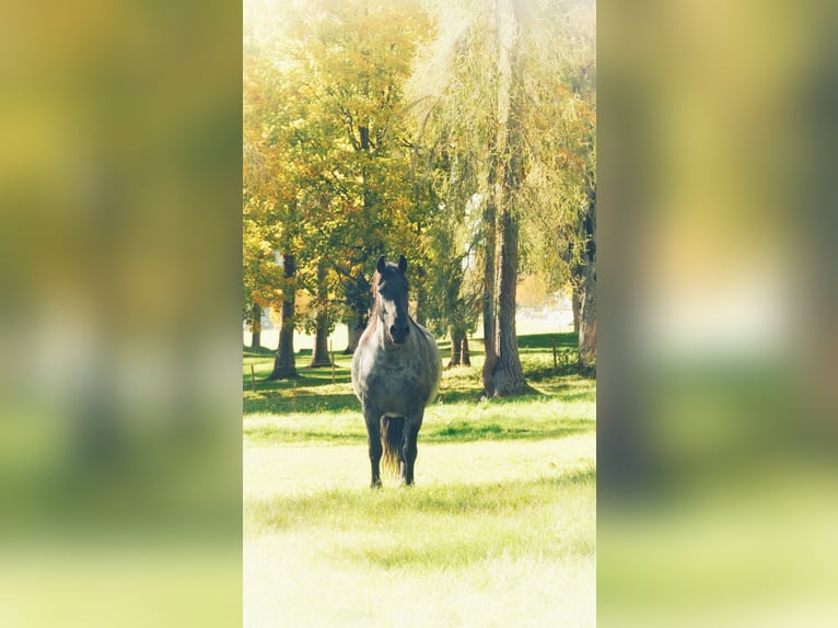 Noriker Mix Gelding 4 years 16 hh Grey-Dark-Tan in Ramsau am Dachstein
