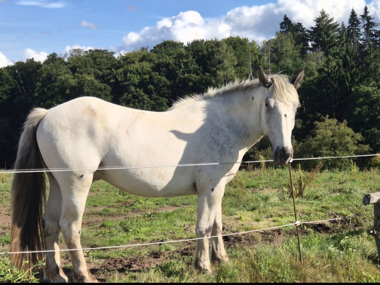 Noriker Gelding 4 years 16 hh Grey in Modautal