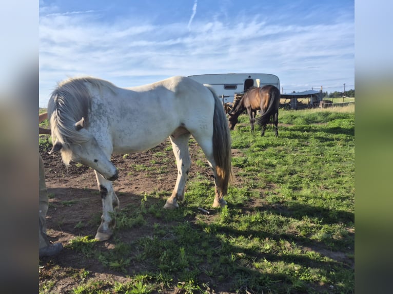 Noriker Gelding 4 years 16 hh Grey in Modautal