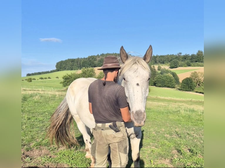 Noriker Gelding 4 years 16 hh Grey in Modautal
