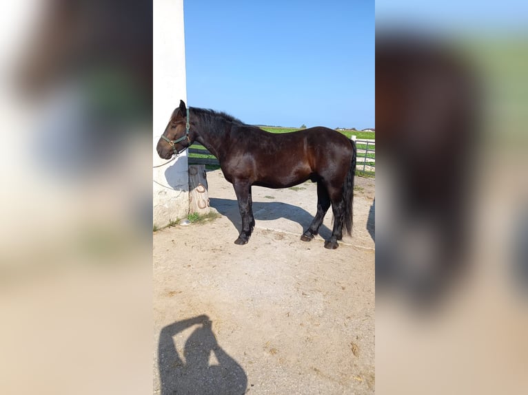 Noriker Gelding 4 years 16 hh in Allendorf (Lumda)