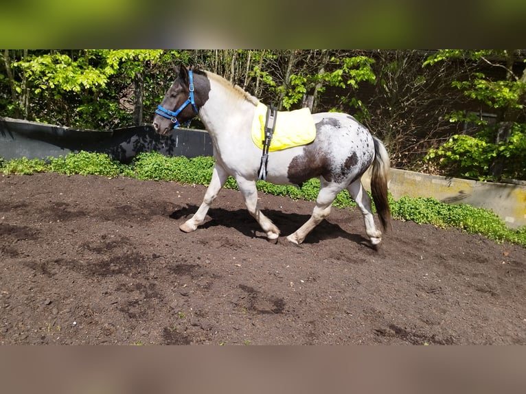 Noriker Gelding 4 years 16,2 hh Pinto in Vreden