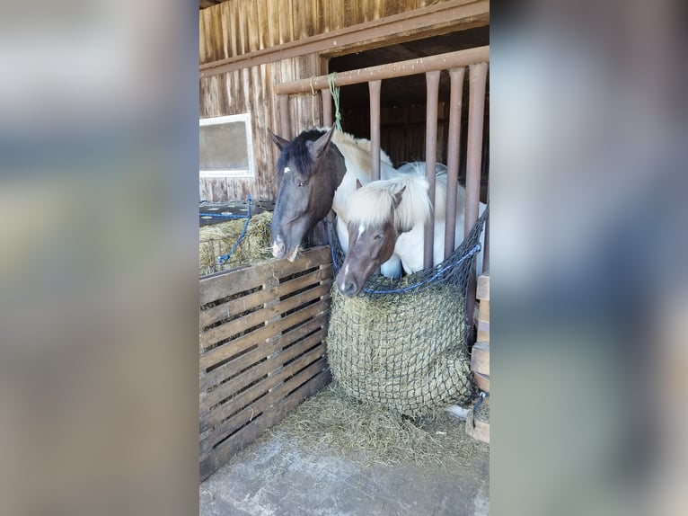 Noriker Gelding 4 years 16,2 hh Pinto in Vreden