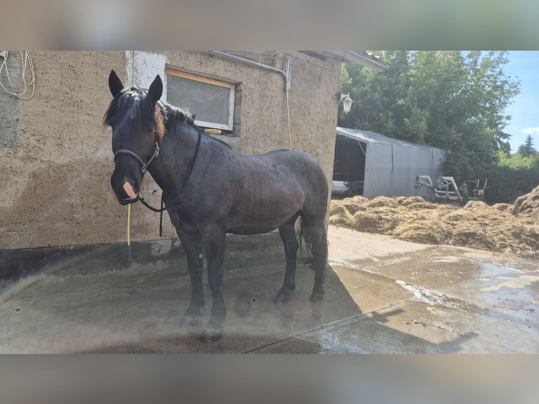 Noriker Gelding 4 years 16,3 hh Grey-Blue-Tan in K&#xF6;then
