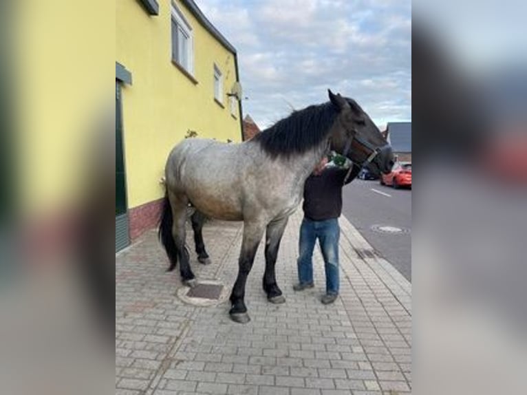 Noriker Gelding 4 years 17 hh Grey-Blue-Tan in Tornitz