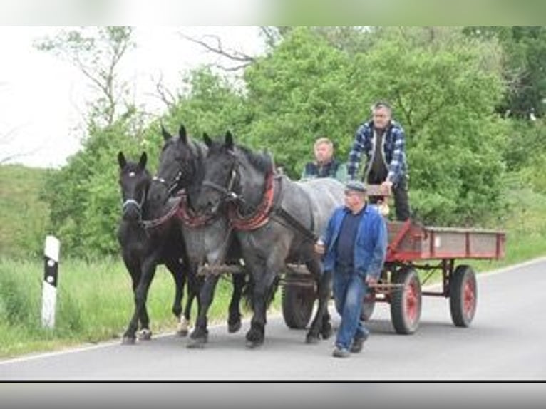 Noriker Gelding 4 years 17 hh Grey-Blue-Tan in Tornitz