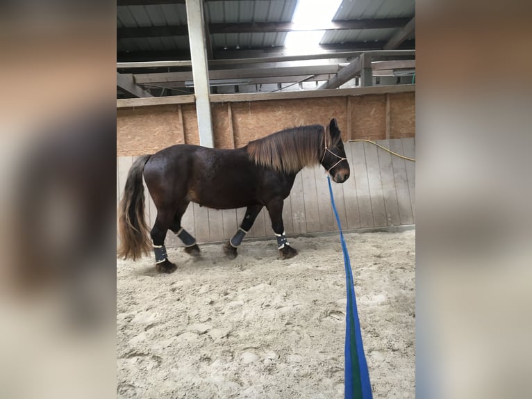 Noriker Mix Gelding 5 years 15,1 hh Chestnut in Simmerath