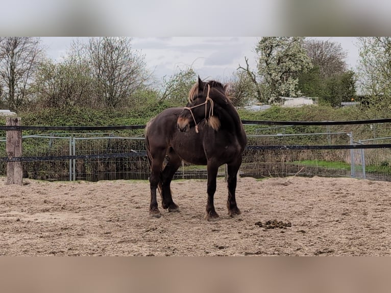 Noriker Mix Gelding 5 years 15,1 hh Chestnut in Simmerath