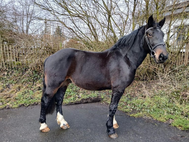Noriker Gelding 5 years 15.2 hh Black in Nettersheim