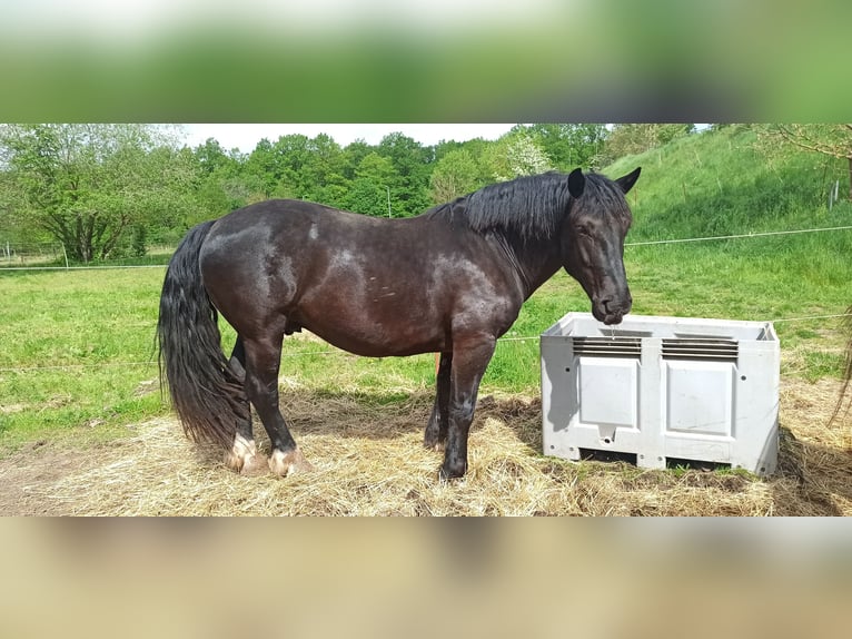 Noriker Gelding 5 years 15,2 hh in Römhild