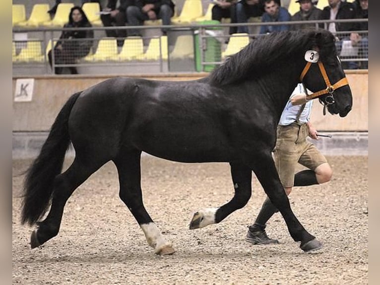 Noriker Gelding 5 years 15,2 hh in Römhild